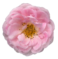 vattenfärg blommor rosa ro png