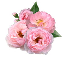 aquarela rosa e folhas. composição botânica para casamento ou cartão de felicitações.