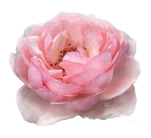 vattenfärg blommor rosa ro png