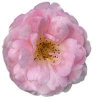 Aquarellblumen rosa Rosen png