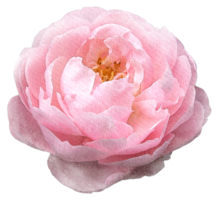 Watercolor flowers pink roses png