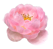 vattenfärg blommor rosa ro png