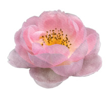 vattenfärg blommor rosa ro png