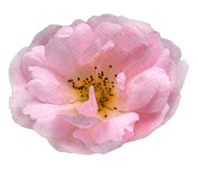 vattenfärg blommor rosa ro png