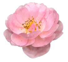 vattenfärg blommor rosa ro png