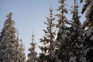 pine tree forest background covered with fresh snow photo