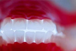 vista interior de la mandíbula humana con modelo de anatomía de dientes y encías foto