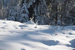 fondo de bosque de pinos cubierto de nieve fresca foto