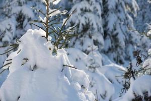 pine tree forest background covered with fresh snow photo