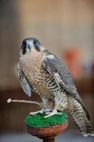 arab falcon bird photo