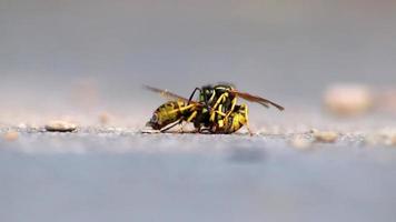 Wasp cannibalism in close-up macro view with wasps eating each other with strong mandibles and biting in dead wasp body as dangerous insect in low angle view on the ground video