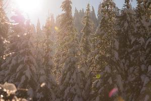 pine tree forest background covered with fresh snow photo