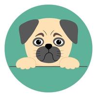 Pug head and paws in a simple flat style. Vector illustration of a pet with a pathetic face on a round turquoise background. Ideal for advertising an animal nursery