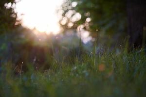 grass with dew drops photo