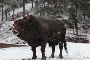 A big black bull in the snow training to fight in the arena. Bullfighting concept. Selective focus photo