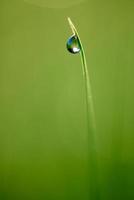 grass with dew drops photo