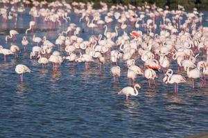 Flock of adorable pink flamingos photo