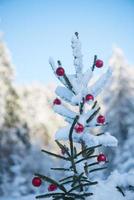 christmas balls on tree photo