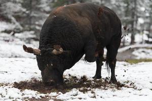 A big black bull stabs its horns into the snowy ground and trains to fight in the arena. The concept of bullfighting. Selective focus photo