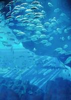 aquarium with fishes and reef photo