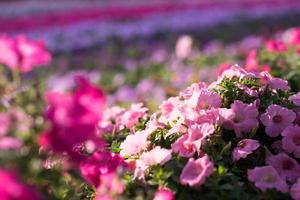 Dubai miracle garden photo