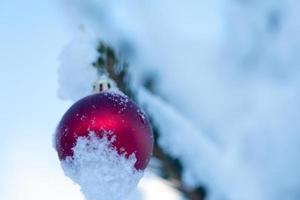 christmas balls on pine tree photo