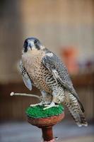 arab falcon bird photo