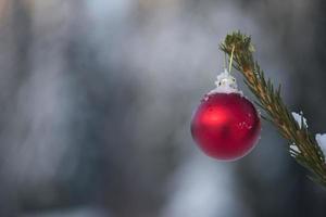 christmas balls on pine tree photo