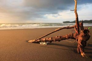 Drift wood on the sand photo