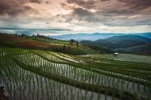 Green Terraced Rice Field in Chiangmai, Thailand - Vibrant color effect photo