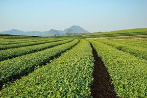 Green tea farm with blue sky background photo