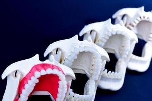Dentist orthodontic teeth models photo