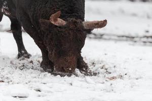 A big black bull in the snow training to fight in the arena. Bullfighting concept. Selective focus photo