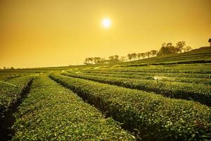 vista del amanecer del paisaje de la plantación de té foto