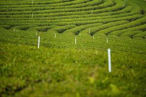 Tea plantation landscape at Chouifong Tea,North of Thailand photo