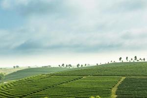 Tea Plantation in Chiang Rai,North of Thailand, Vibrant color and Sun effect photo