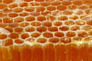 Honeycomb in closeup photo