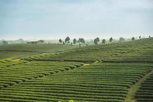 Tea Plantation in Chiang Rai,North of Thailand, Vibrant color and Sun effect photo