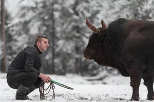 susurros de toros de combate, un hombre que entrena a un toro en un día nevado de invierno en un prado forestal y lo prepara para una pelea en la arena. concepto de corridas de toros. foto