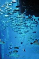 aquarium with fishes and reef photo