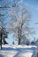 fondo de bosque de pinos cubierto de nieve fresca foto