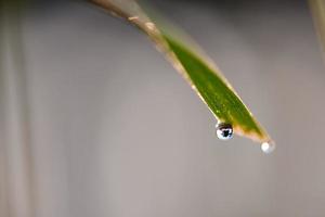 grass with dew drops photo