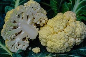 white cauliflower Brassica oleracea a healthy vegetable freshly harvested in the old Land next to Hamburg photo