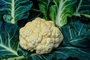 white cauliflower Brassica oleracea a healthy vegetable freshly harvested in the old Land next to Hamburg photo