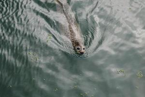 wild Gray seals Halichoerus grypus on the German North Sea coast photo