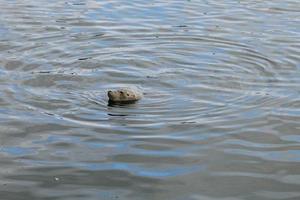 focas grises salvajes halichoerus grypus en la costa alemana del mar del norte foto