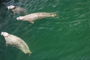 focas grises salvajes halichoerus grypus en la costa alemana del mar del norte foto