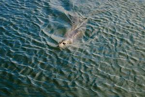 focas grises salvajes halichoerus grypus en la costa alemana del mar del norte foto