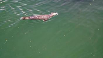 wild Gray seals Halichoerus grypus on the German North Sea coast photo