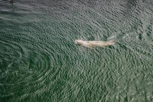 focas grises salvajes halichoerus grypus en la costa alemana del mar del norte foto